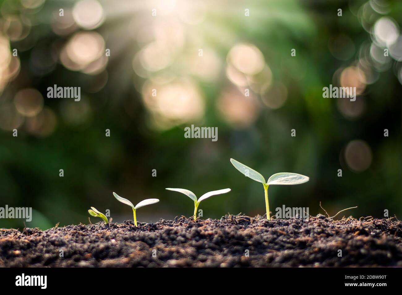 Kleine Bäume mit grünen Blättern wachsen natürlich, das Konzept der Landwirtschaft und nachhaltiges Pflanzenwachstum. Stockfoto