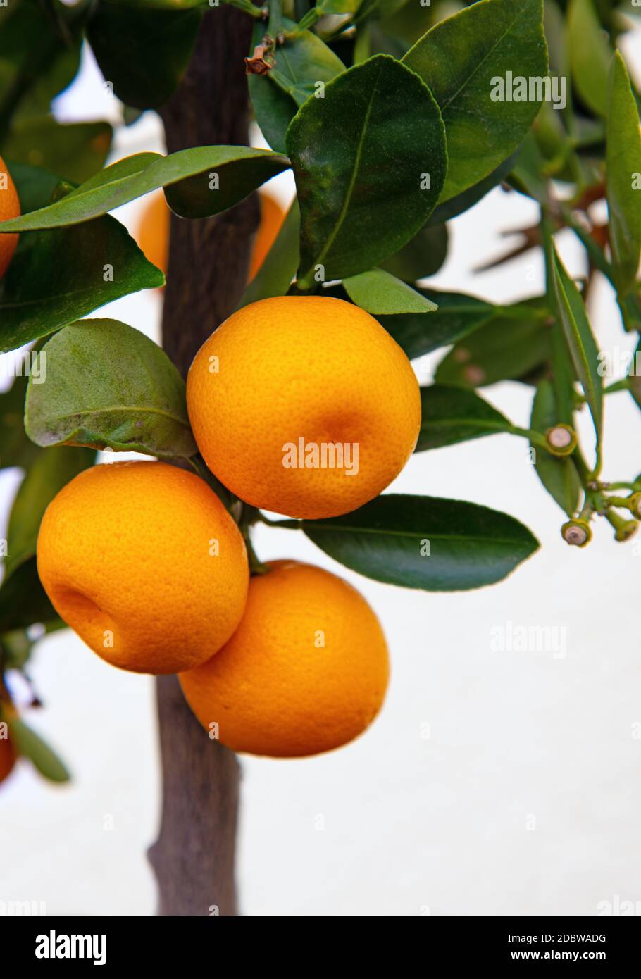 Mini baum Fotos und Bildmaterial in hoher Auflösung Alamy