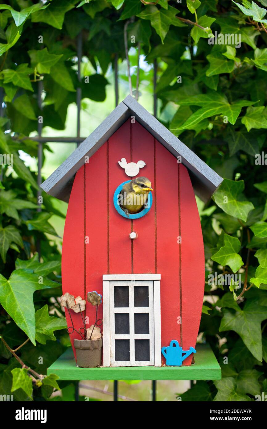 Tolle Titmaus mit Blick auf das Haus der roten Vögel im Garten, umgeben von Efeu Stockfoto