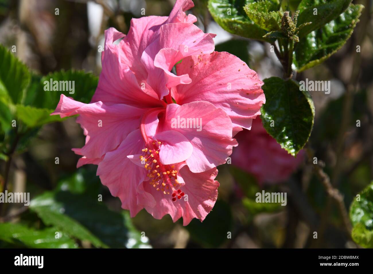 Rote Hibiskusblüte in der Provinz Alicante, Costa Blanca, Spanien Stockfoto