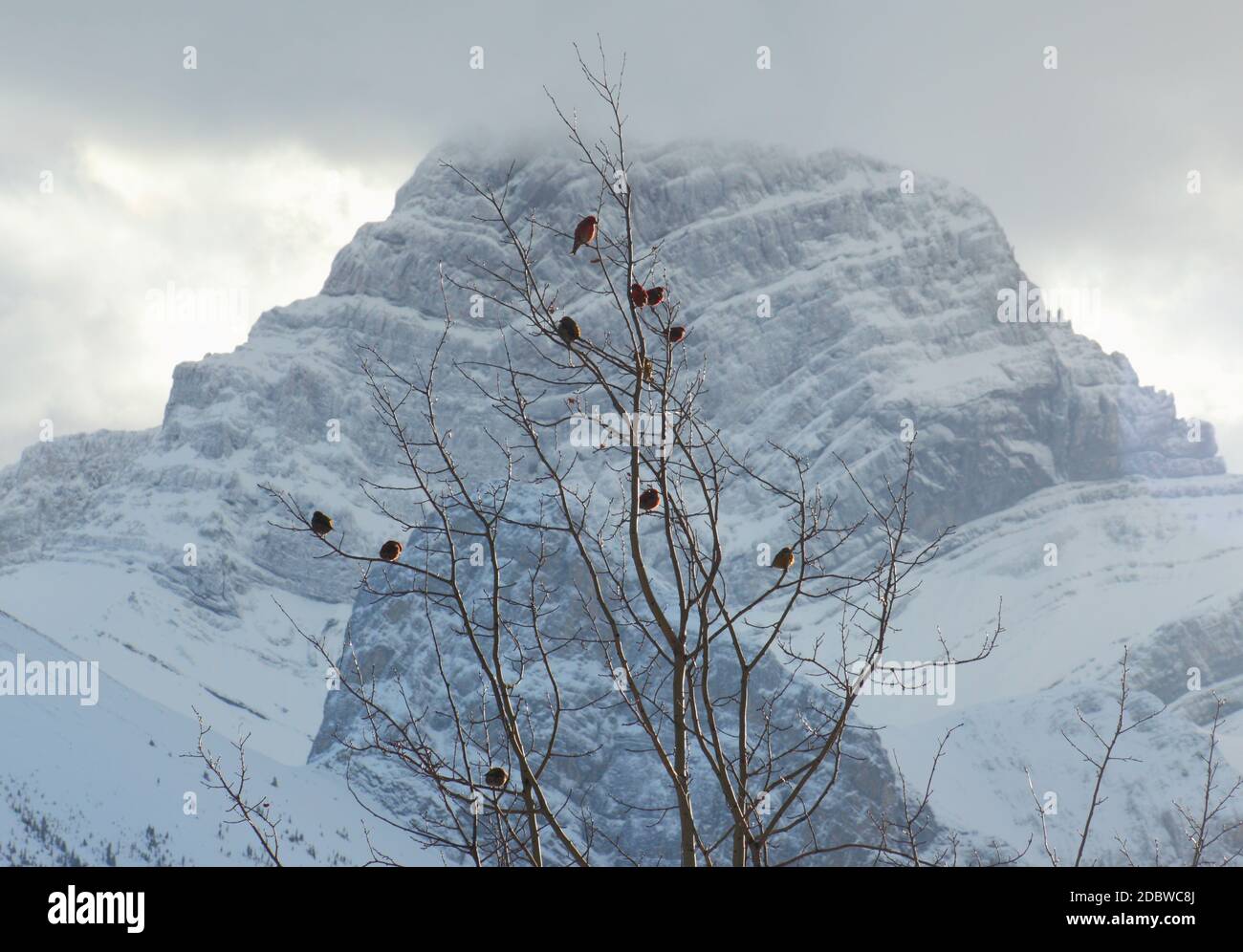 Verschneiten Hintergrund Stockfoto