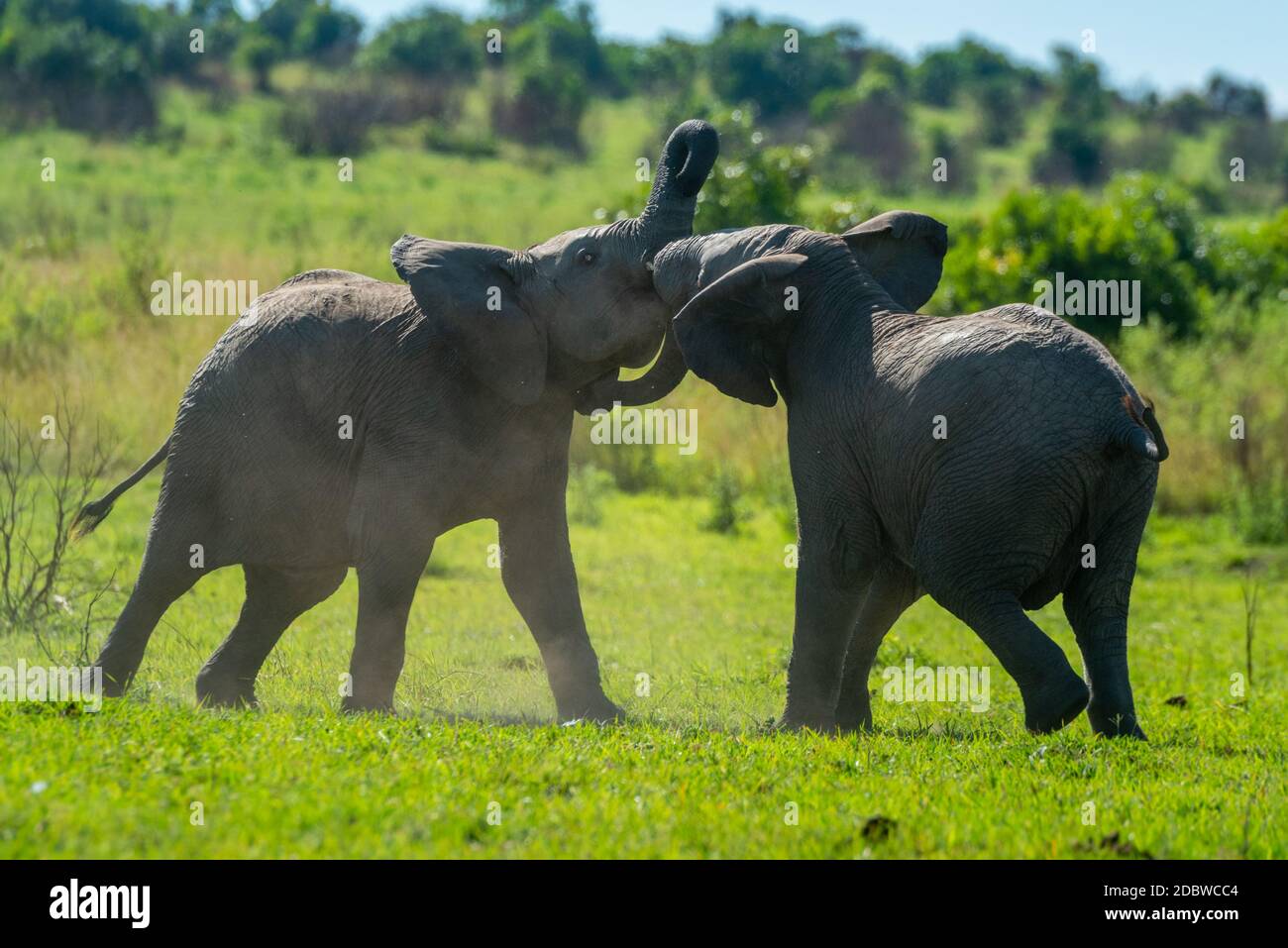 Zwei junge Elefanten kämpfen auf Grasland Stockfoto