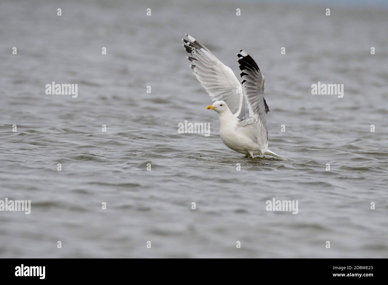 Möwe im Herbst auf der ostsee Stockfoto