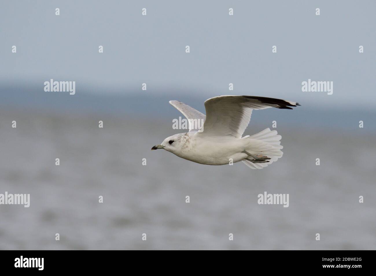 Möwe im Herbst auf der ostsee Stockfoto