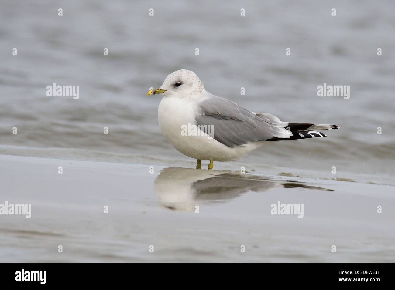 Möwe im Herbst auf der ostsee Stockfoto