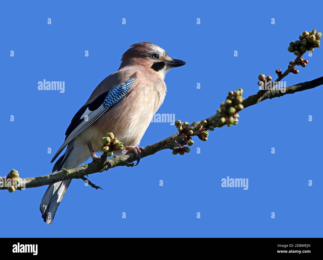 Acorn-Hergarher Garrulus glandarius vor himmelblau Stockfoto