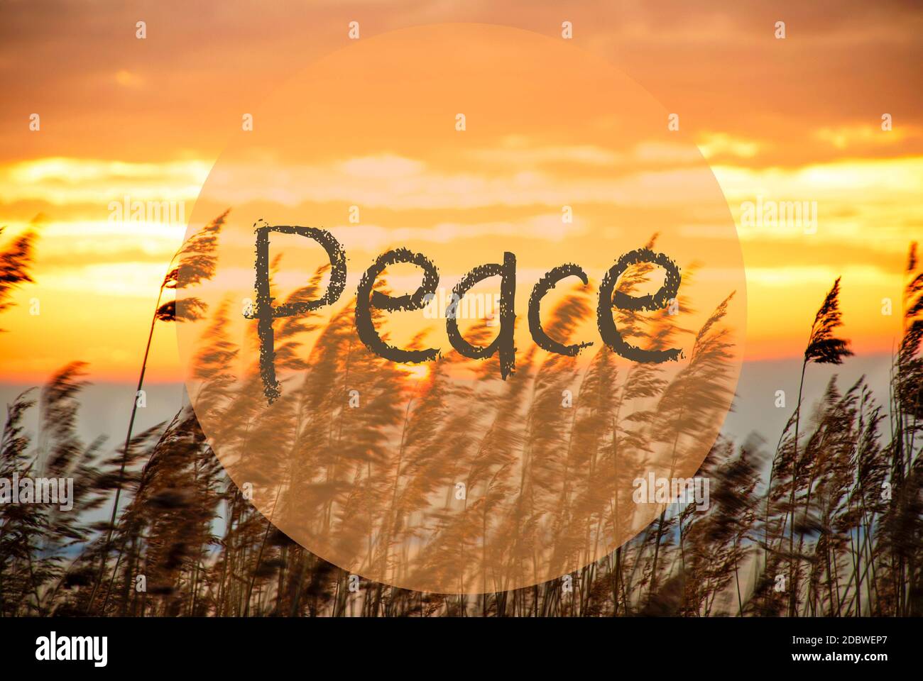 Englischer Text Frieden. Strandgras Bei Sonnenaufgang Oder Sonnenuntergang Im Hintergrund Stockfoto