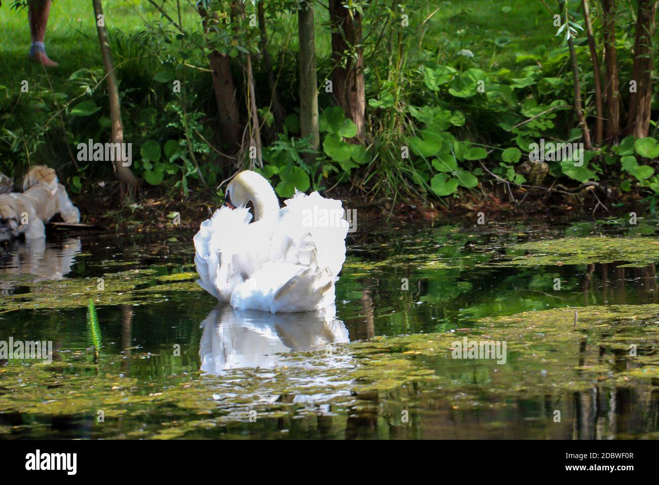 Ein Porträt eines schönen weißen stummen Schwans im Wasser Stockfoto