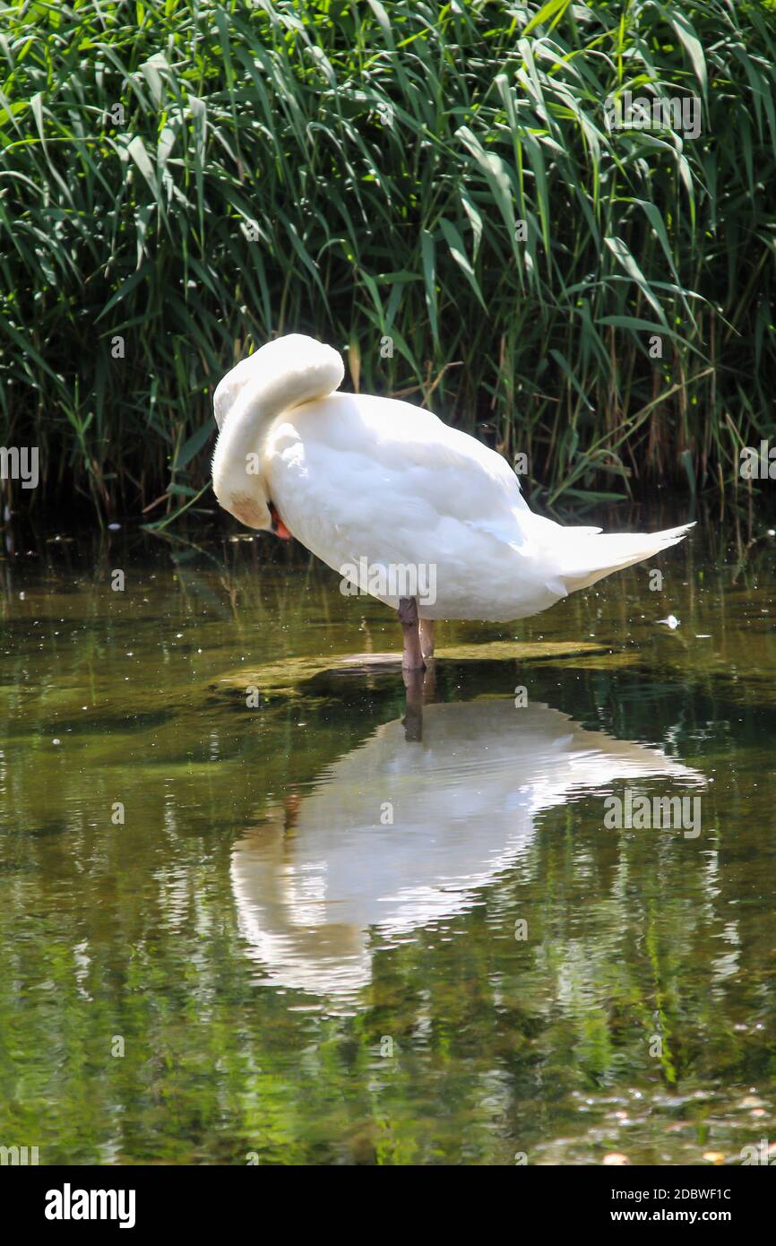 Ein Porträt eines schönen weißen stummen Schwans im Wasser Stockfoto