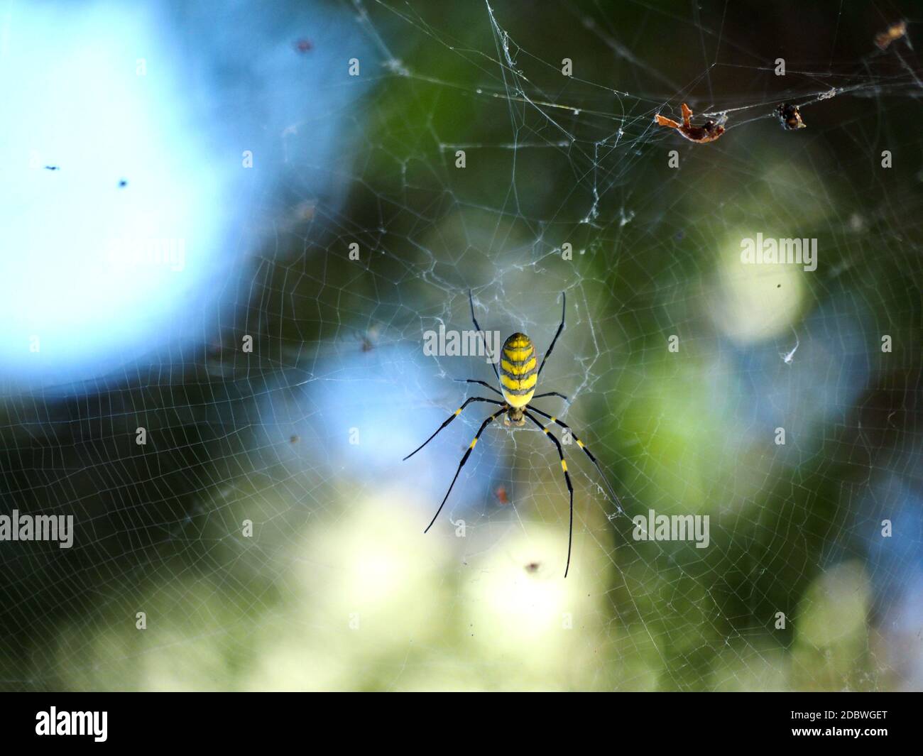 Helle gelbe Spinne auf seinem Netz Stockfoto