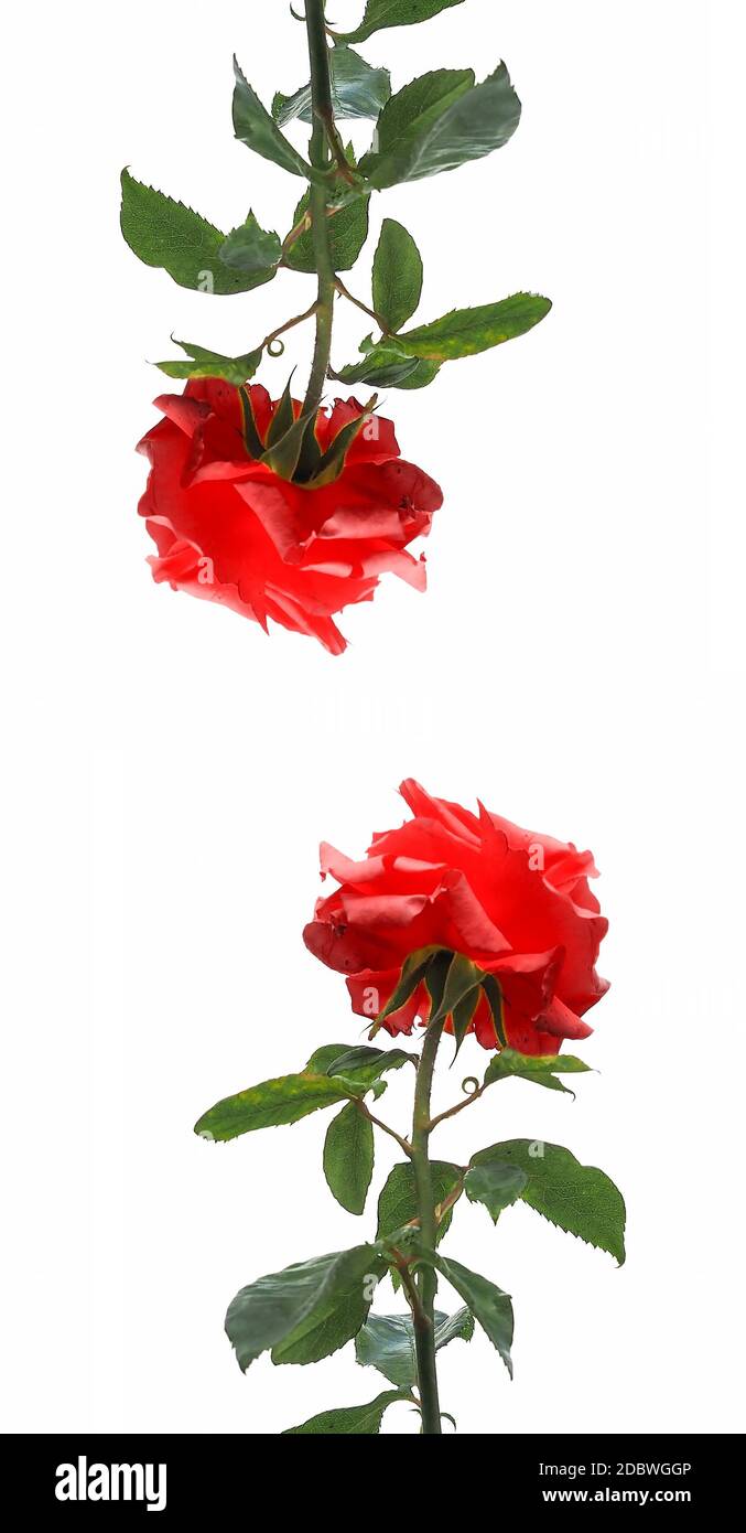 Natur thematisch 4K (16:9) mobile Tapete: Rote Rose Blume Stockfoto