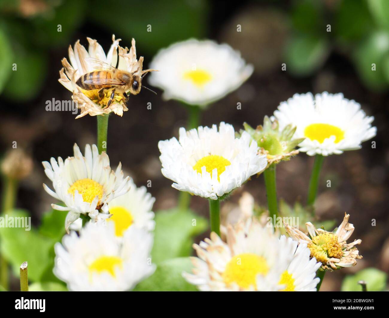Beschäftigte Biene, die an Blumen arbeitet Stockfoto
