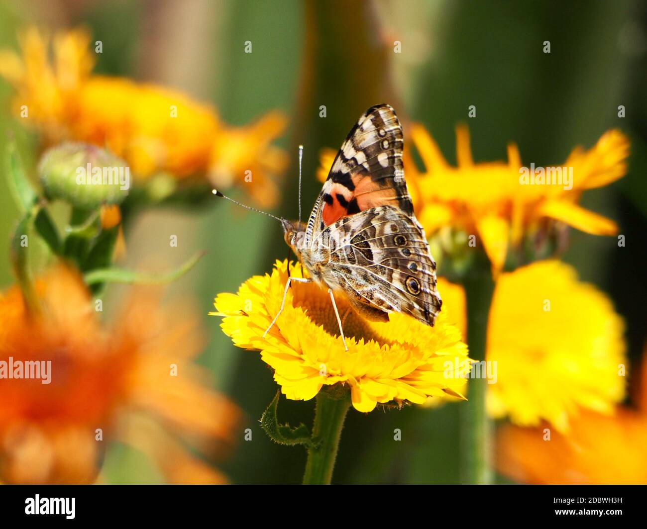 Schmetterling auf gelbe Blumen Stockfoto
