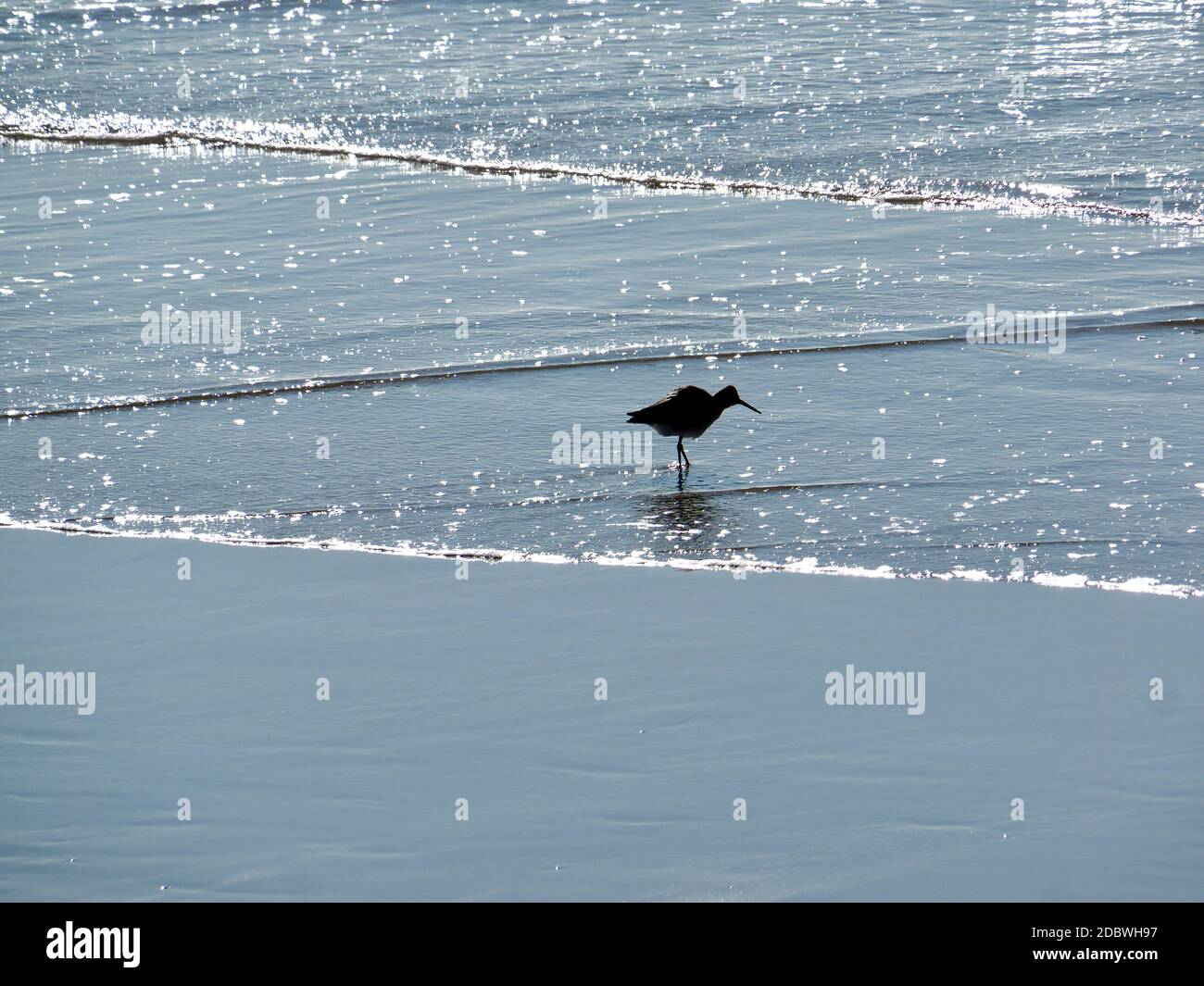 Seevogel am Strand auf Nahrungssuche Stockfoto