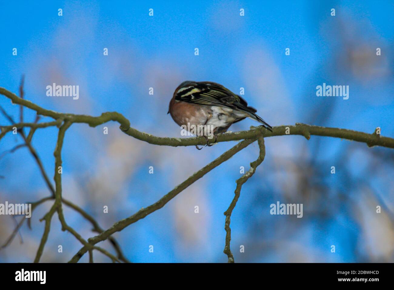 Ein Porträt eines Buchfinkens, der in den Zweigen eines Baumes sitzt. Stockfoto