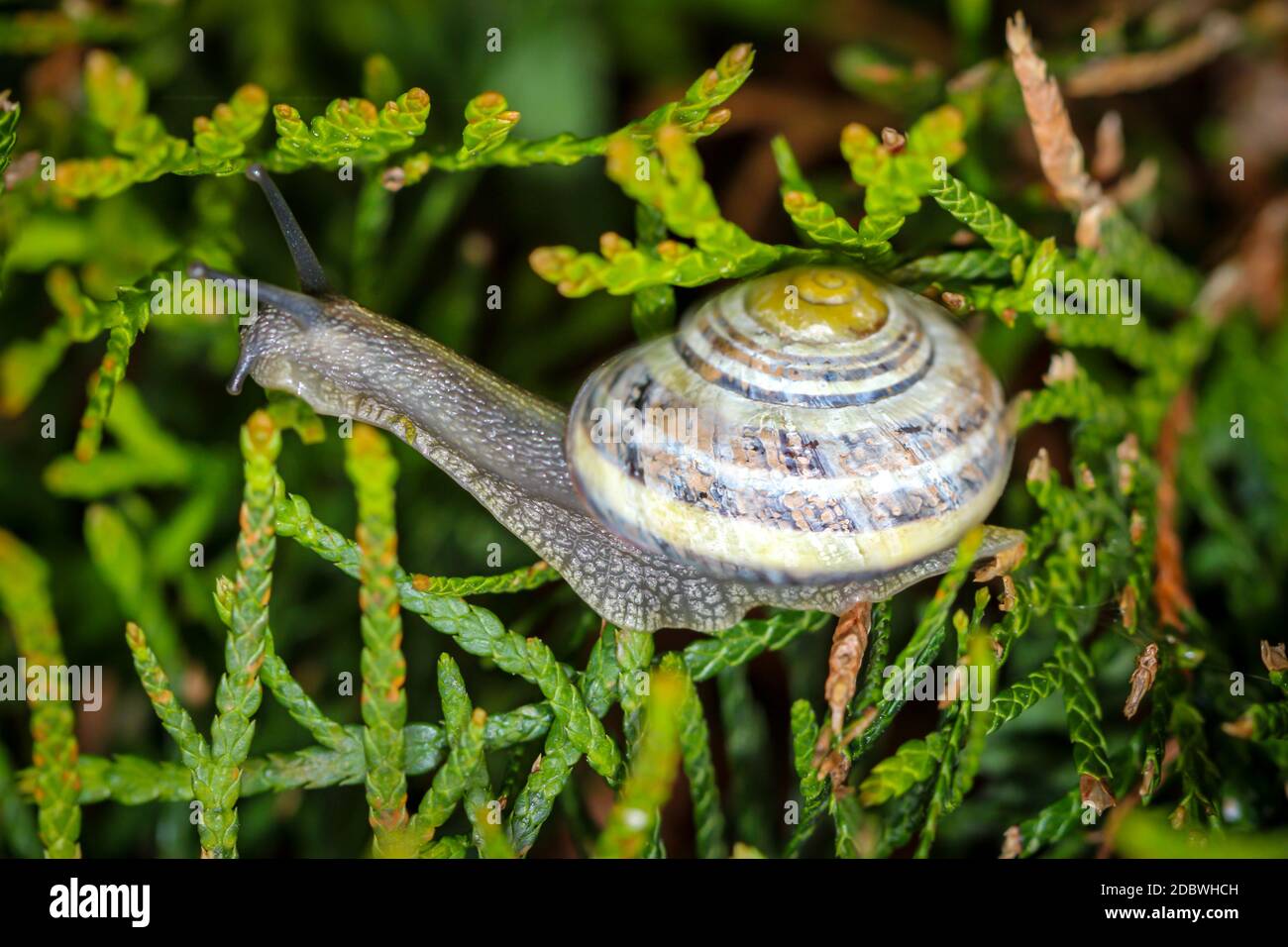 Nahaufnahme einer Bandschnecke. Die Bandschnecken gehören zu den Land-Lungenschnecken. Stockfoto