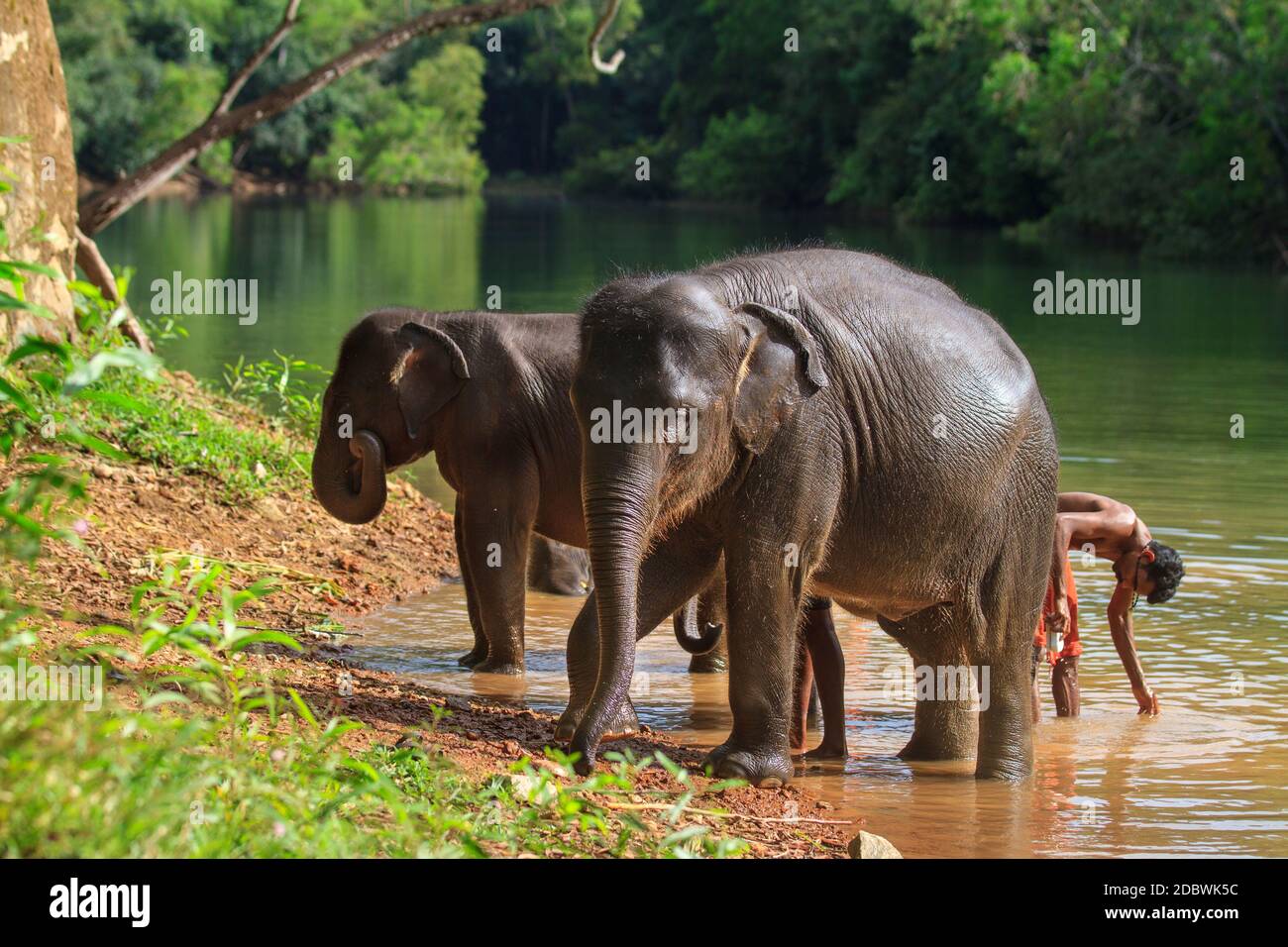 Elefantenrehabilitationszentrum, Kottoor, Kappukad, Trivandrum, Elefantenfütterung, Baden, Safari Stockfoto