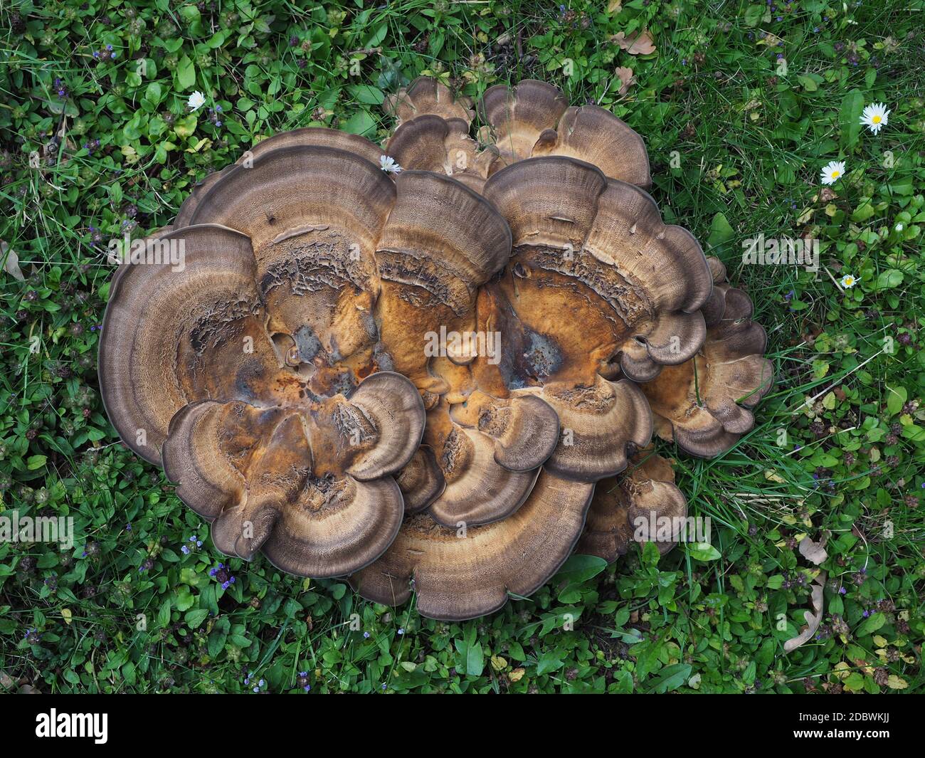Pilze auf der Wiese Stockfoto