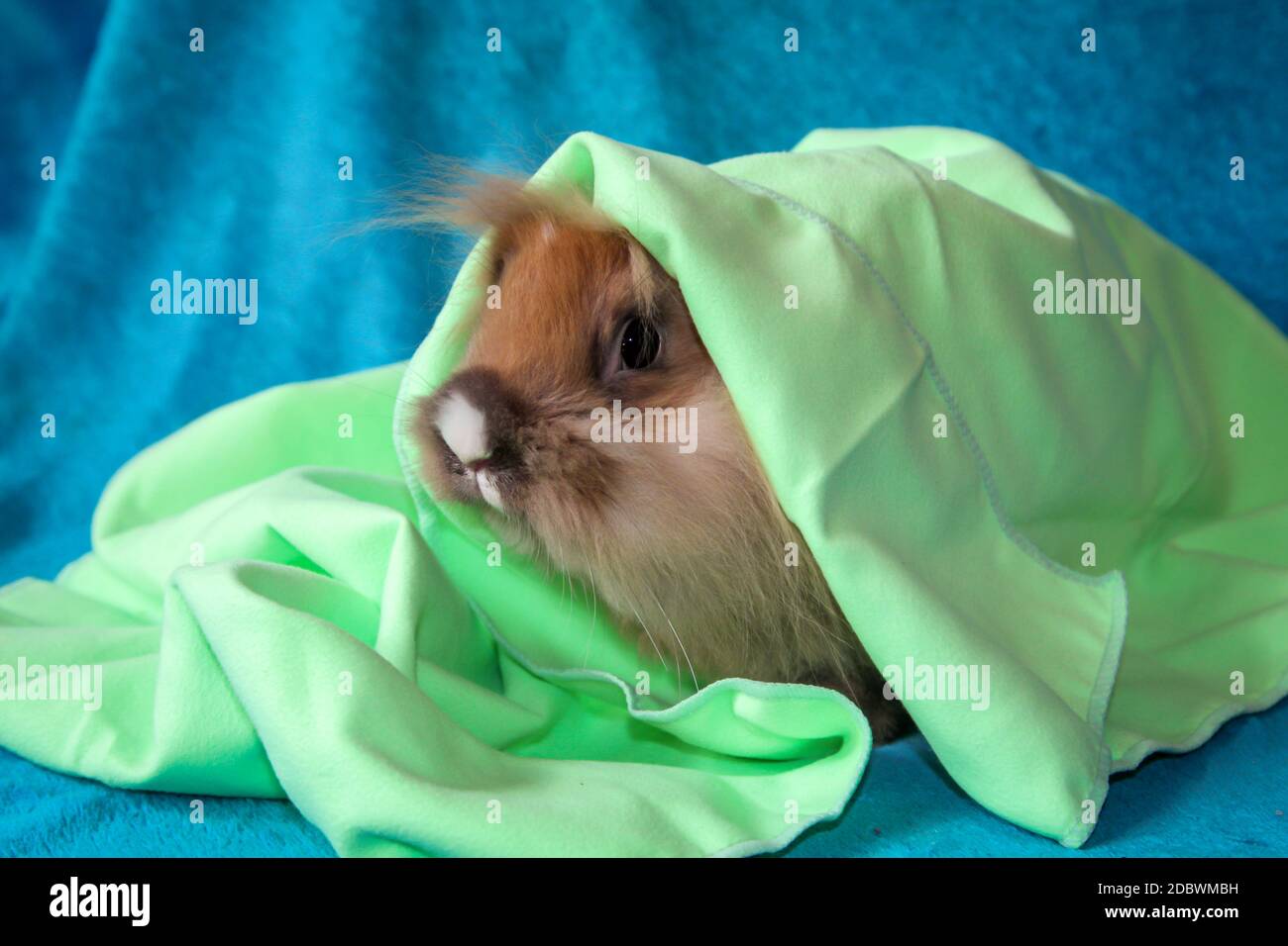 Fotoshooting mit einem jungen Zwergkaninchen Stockfoto