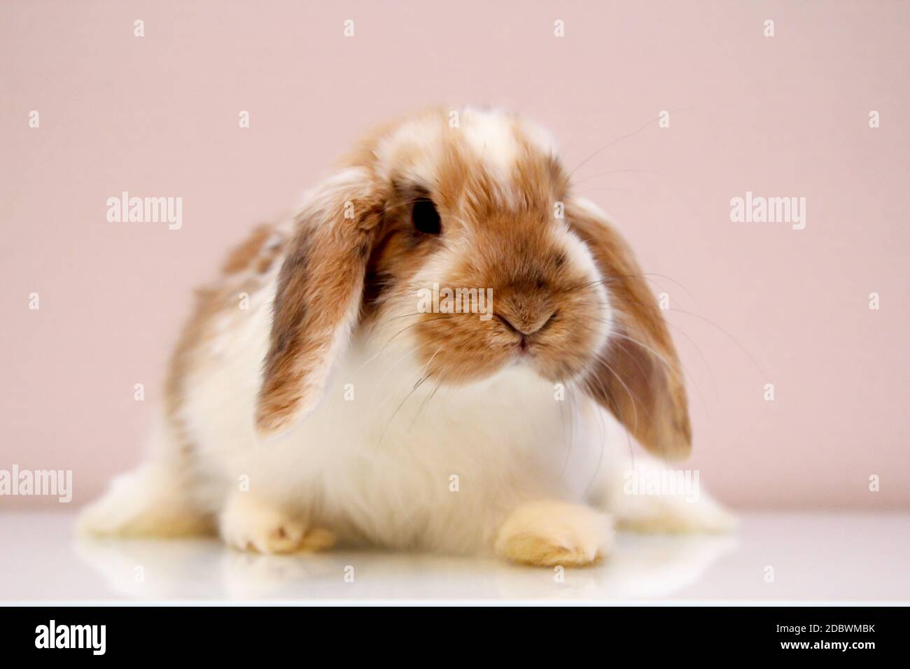 Fotoshooting mit einem jungen Zwergkaninchen Stockfoto