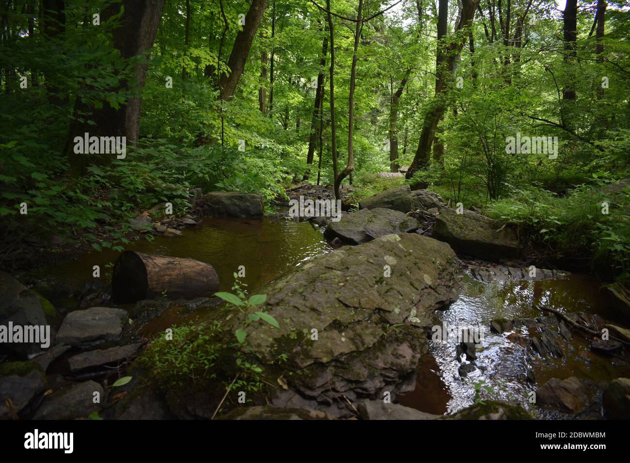 Ein kleiner Körper von fließendem Wasser in einem üppigen grünen Wald im Sommer Stockfoto