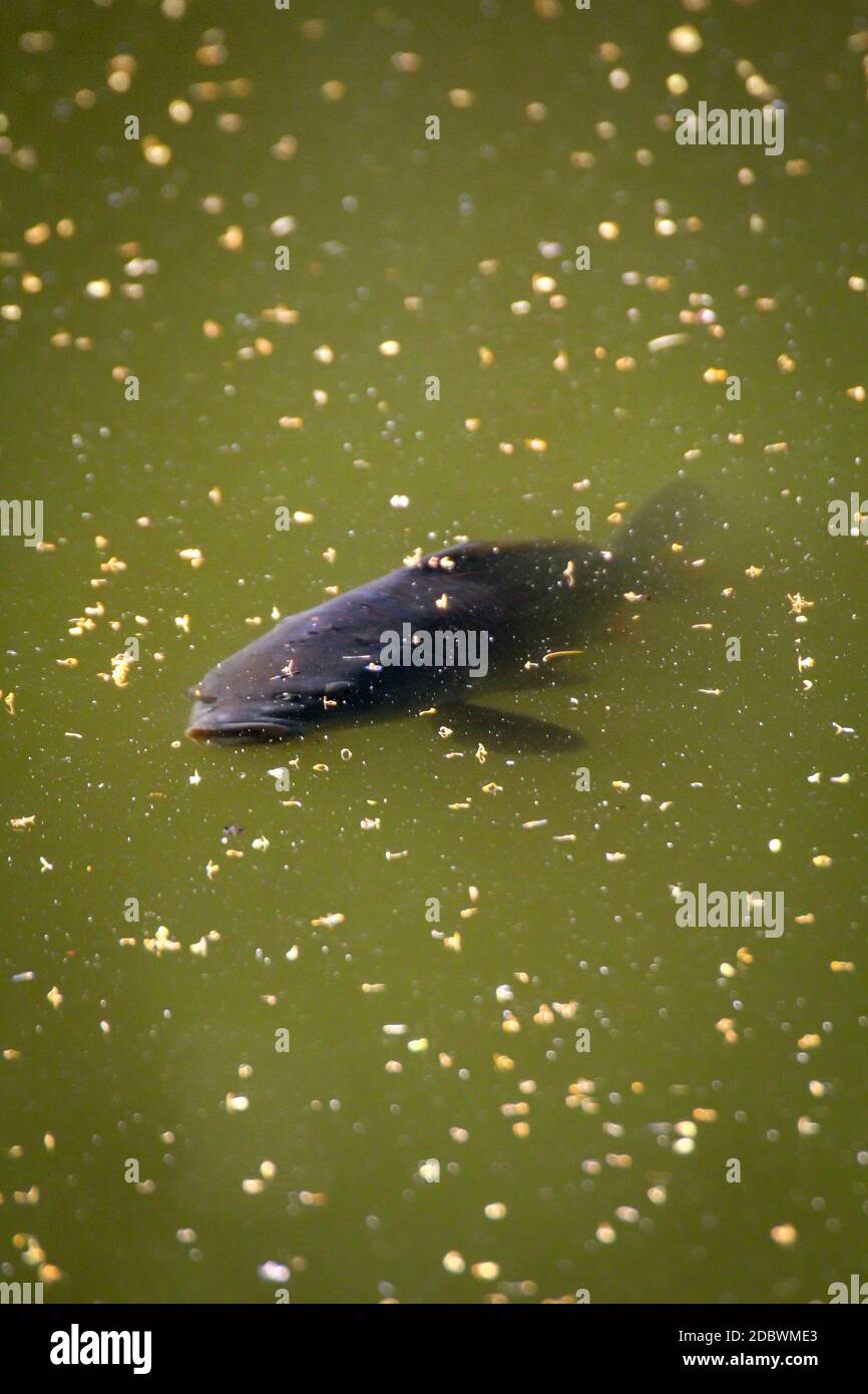 Ein Fisch, Karpfen schwimmt auf der Oberfläche eines Teiches. Stockfoto