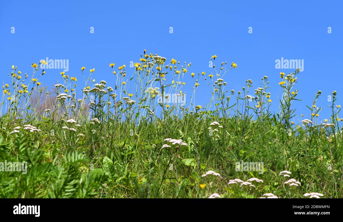 Sommerblumen auf dem Hang Stockfoto