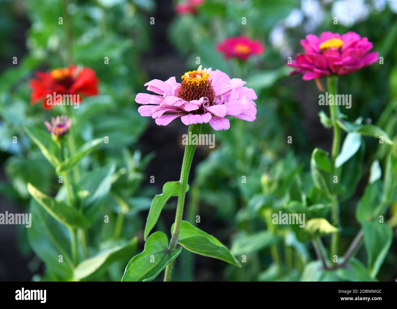 Blühende Zinnien im Garten Stockfoto