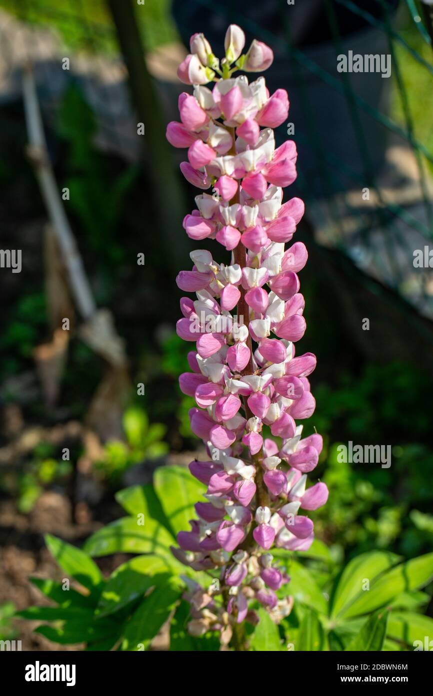 Blühende Blüten der Lupine im Garten - Lupinus polyphyllus Stockfoto