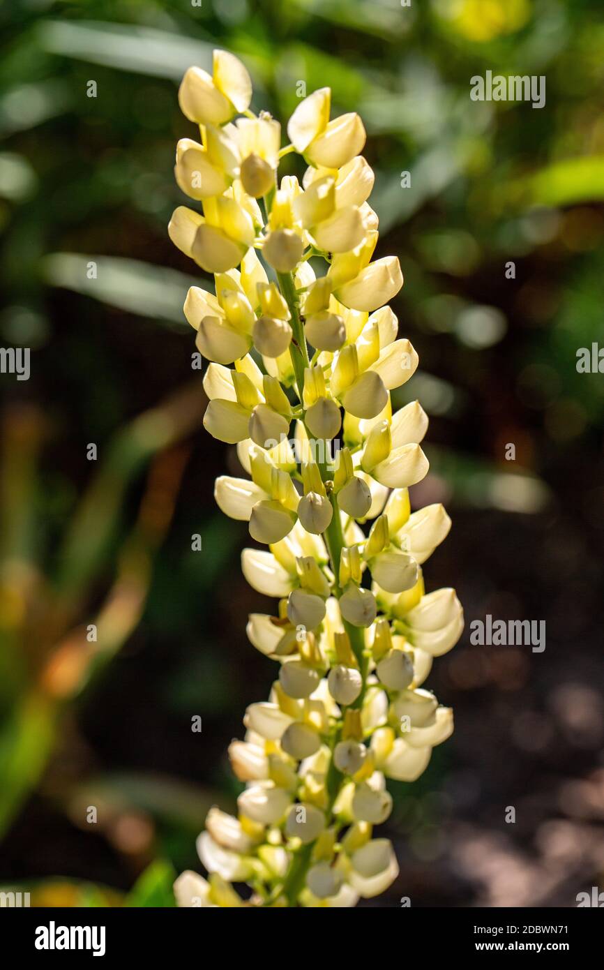 Lupinus cultivar Fotos und Bildmaterial in hoher Auflösung Alamy