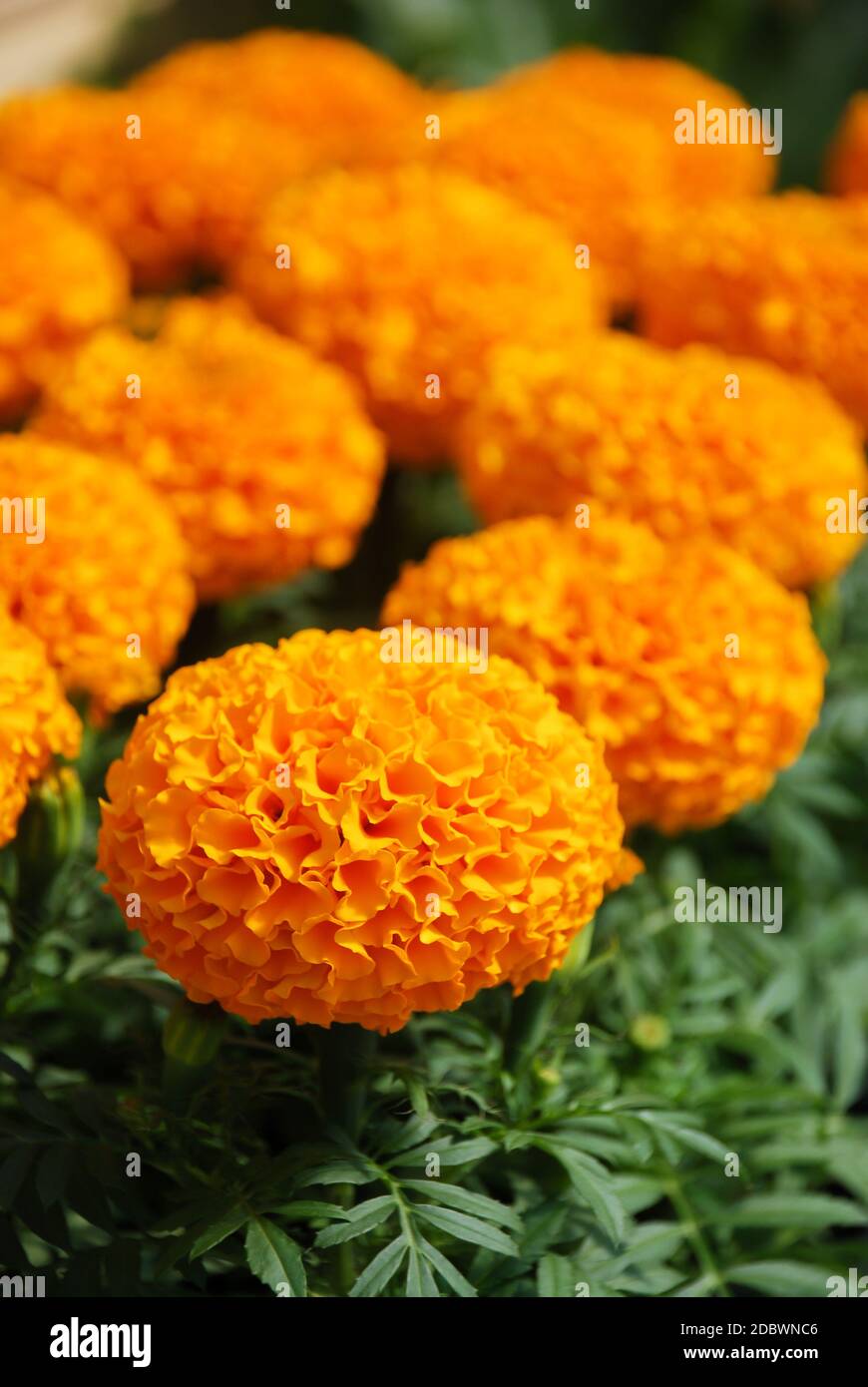 Ringelblumen Orange Farbe (Tagetes erecta, mexikanische Ringelblume, Azteken Ringelblume, Afrikanische Ringelblume), Ringelblume Topfpflanze Stockfoto