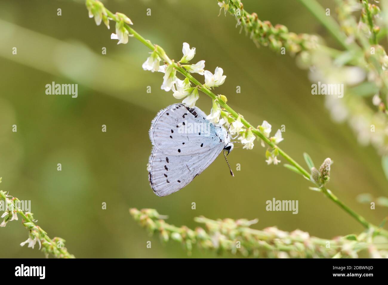 Als Blauvögel sammelt Schmetterling Nektar aus den Blüten einer Pflanze. Stockfoto