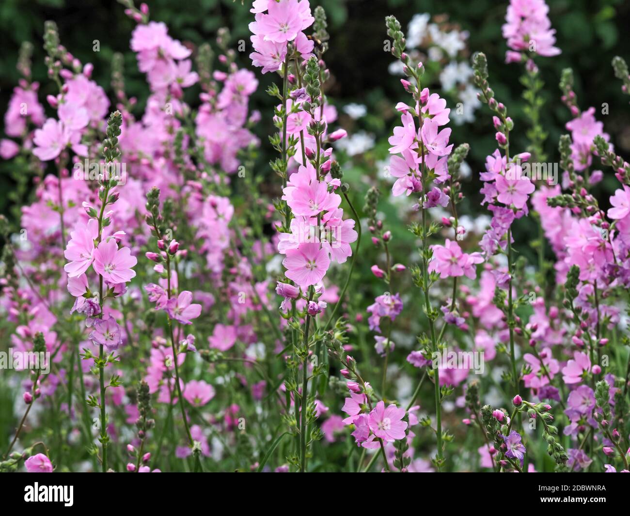 Schöne rosa Prärie Malvenblüten in einem Garten, Sorte Sidalcea Sussex Schönheit Stockfoto