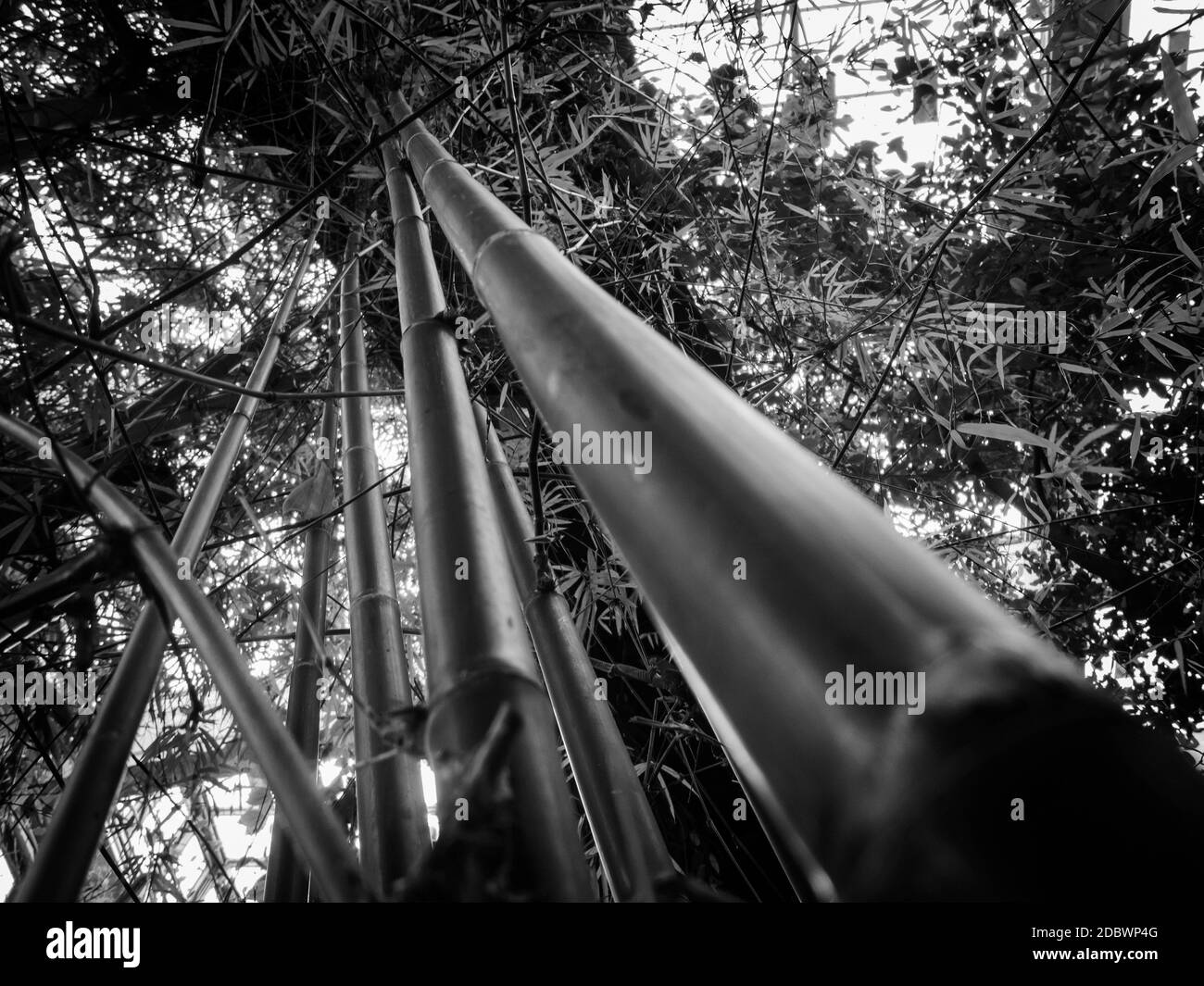 Weitwinkelansicht von spitzen Bambusstämmen (lat: Bambusoideae) mit Laub vor strahlendem Himmel. Stockfoto