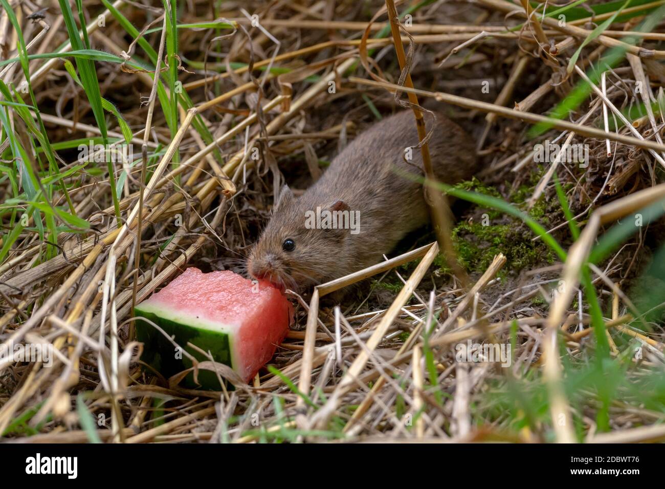 Kleine braune Feldmaus sitzt im trockenen Gras und frisst ein Stück Wassermelone Stockfoto