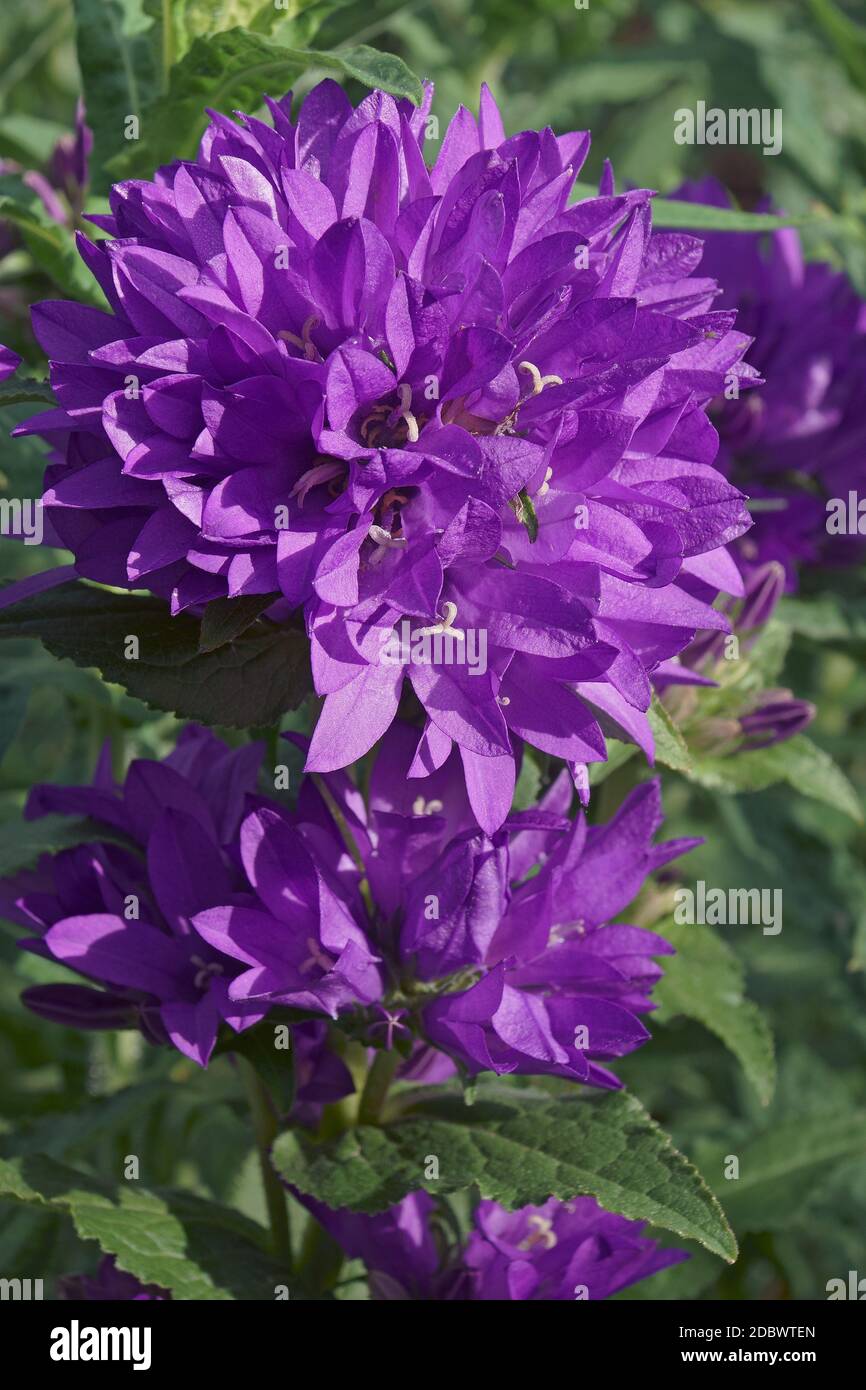 Glockenblume (Campanula glomerata). Auch Dane's Blood genannt Stockfoto