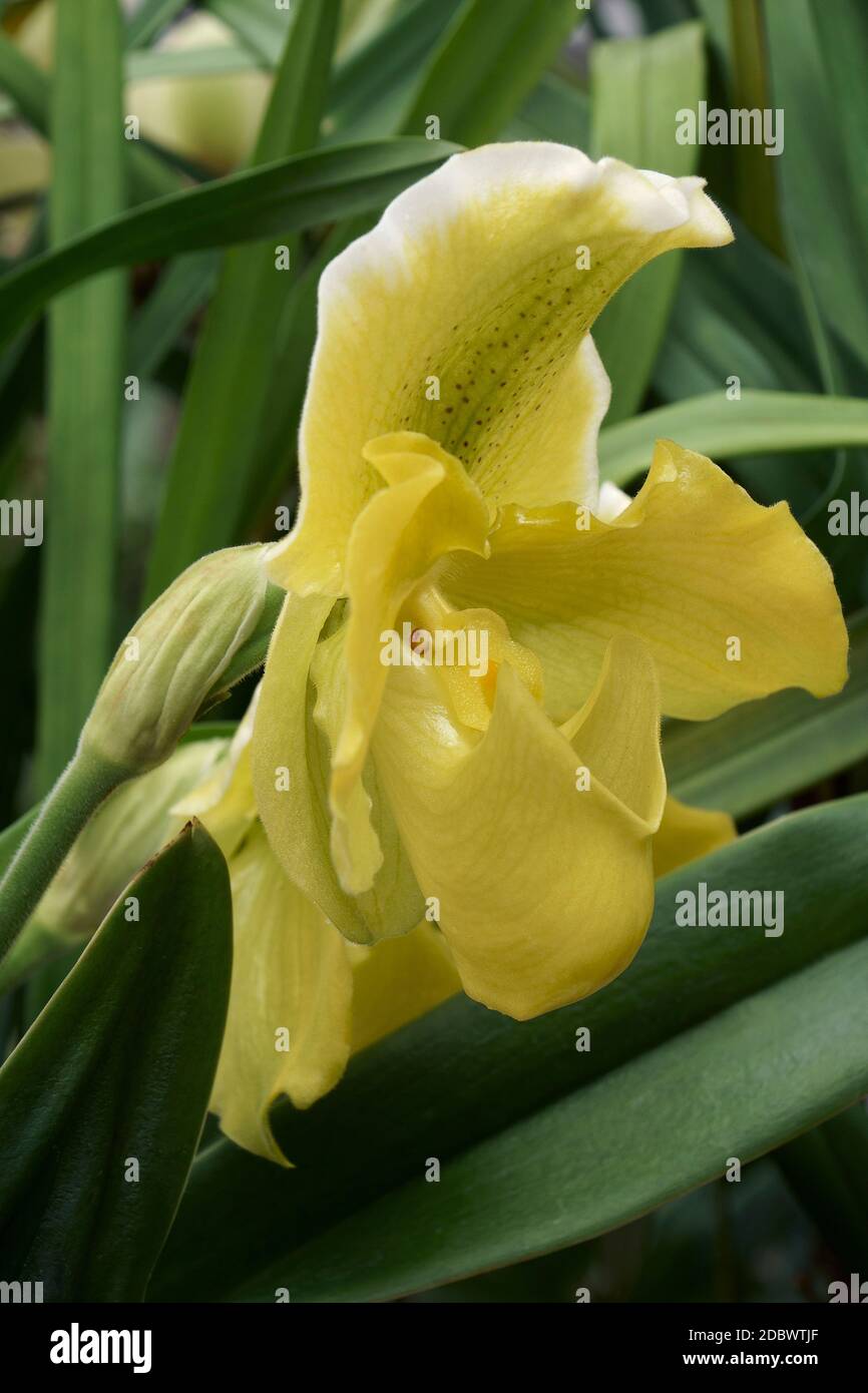 Gelber Venusschleifer (Paphiopedilum) Stockfoto