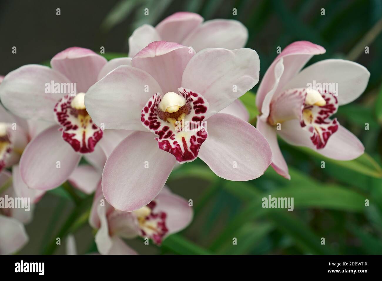 Hybrid-Boot-Orchidee (Cymbidium) Stockfoto