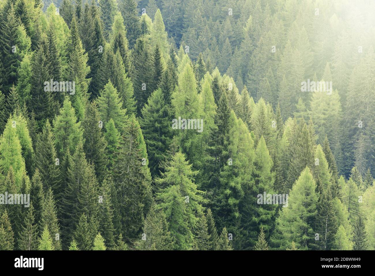 Magischer Wald, der vom Sonnenlicht erleuchtet wird. Nadelwaldgebiet. Stockfoto