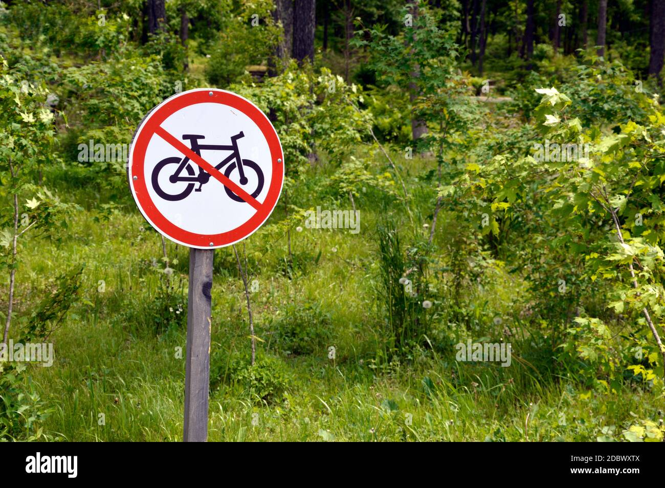 Fahrrad Verbot Zeichen auf einem grünen Bäumen und Gras Hintergrund Im Park Stockfoto