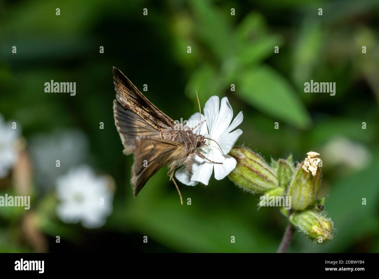 Fliegende Motte auf einer kleinen weißen Blume vor einem dunkelgrünen unscharfen Hintergrund Stockfoto