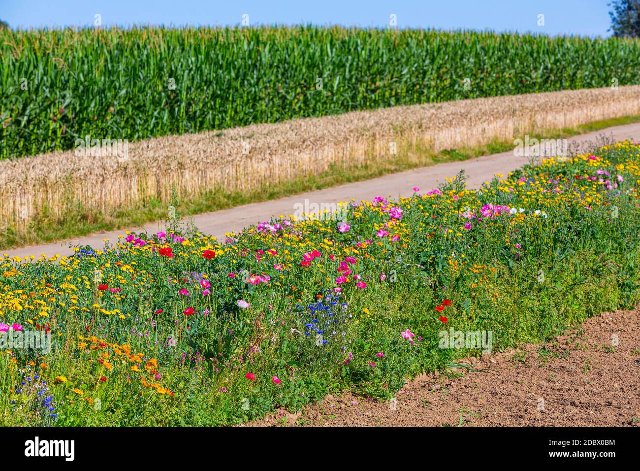Blumen als Insektenfutter neben Feldern im Sommer gegen Incect Tod Stockfoto