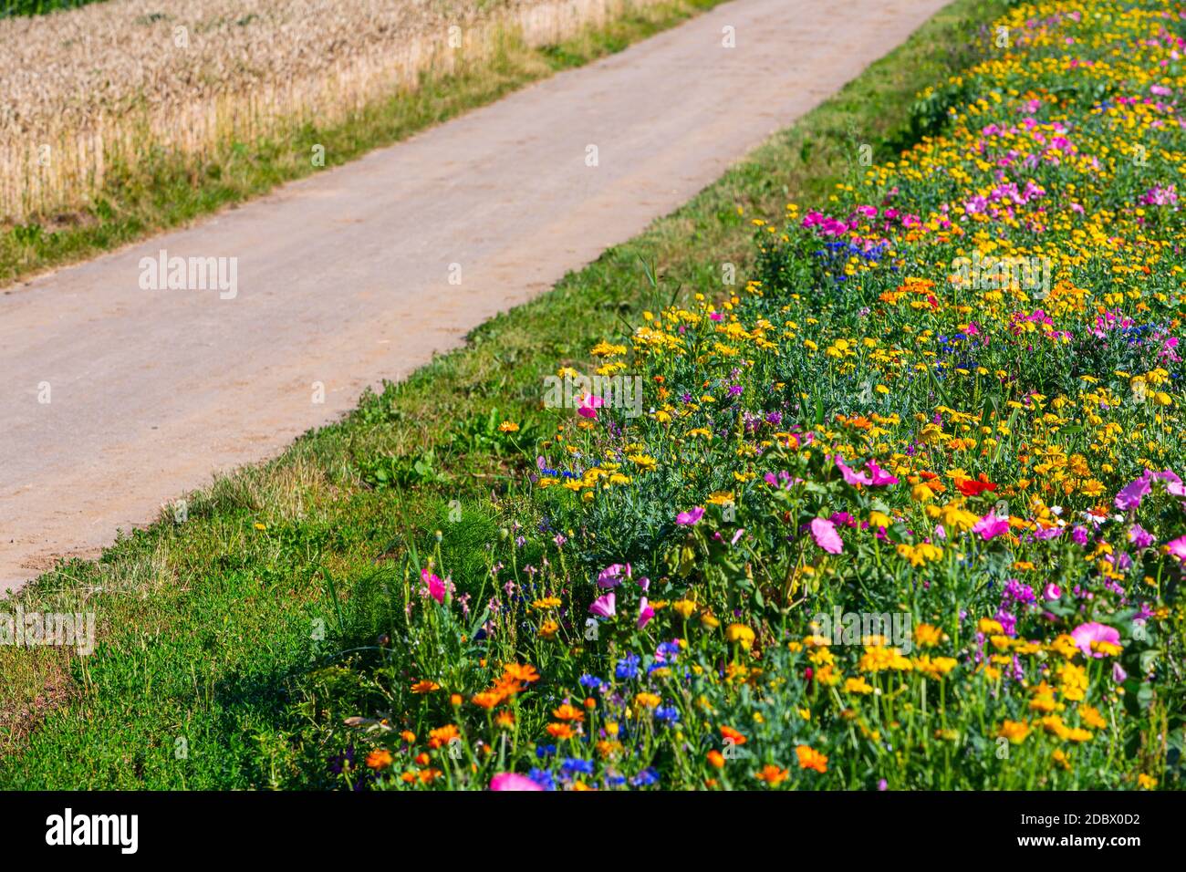 Blumen als Insektenfutter neben Feldern im Sommer gegen Incect Tod Stockfoto