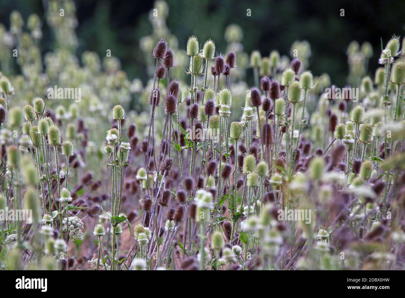 Blütenstände Wildcard Dipsacus fullonum Stockfoto
