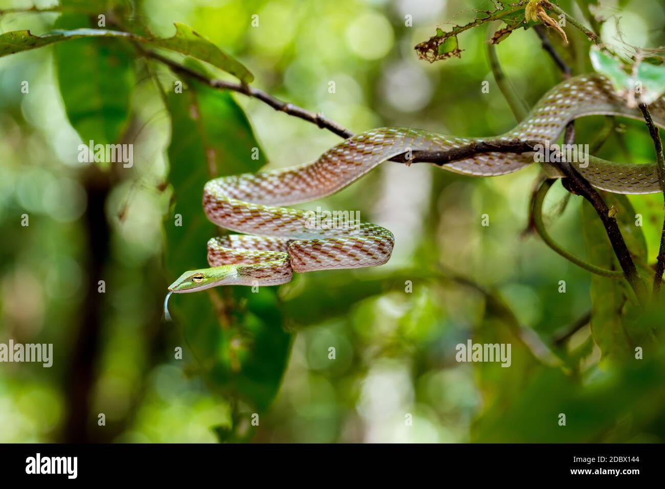 Orientalischer Whipsnake oder asiatische Weinschlange auf Baum, (Ahaetulla prasina) Tangkoko National Park. Sulawesi, Indonesien, Tierwelt Stockfoto