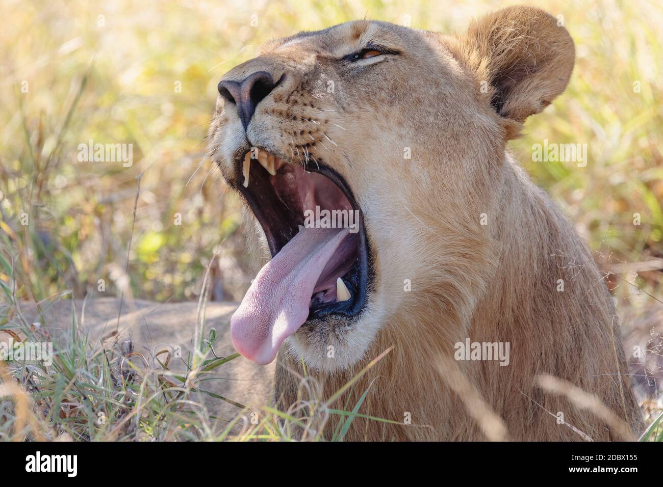 Fauler Löwe gähnt und ruht im Schatten (Panthera leo) im natürlichen Lebensraum Savuti Wildreservat. Botswana Afrika Safari Tierwelt Stockfoto