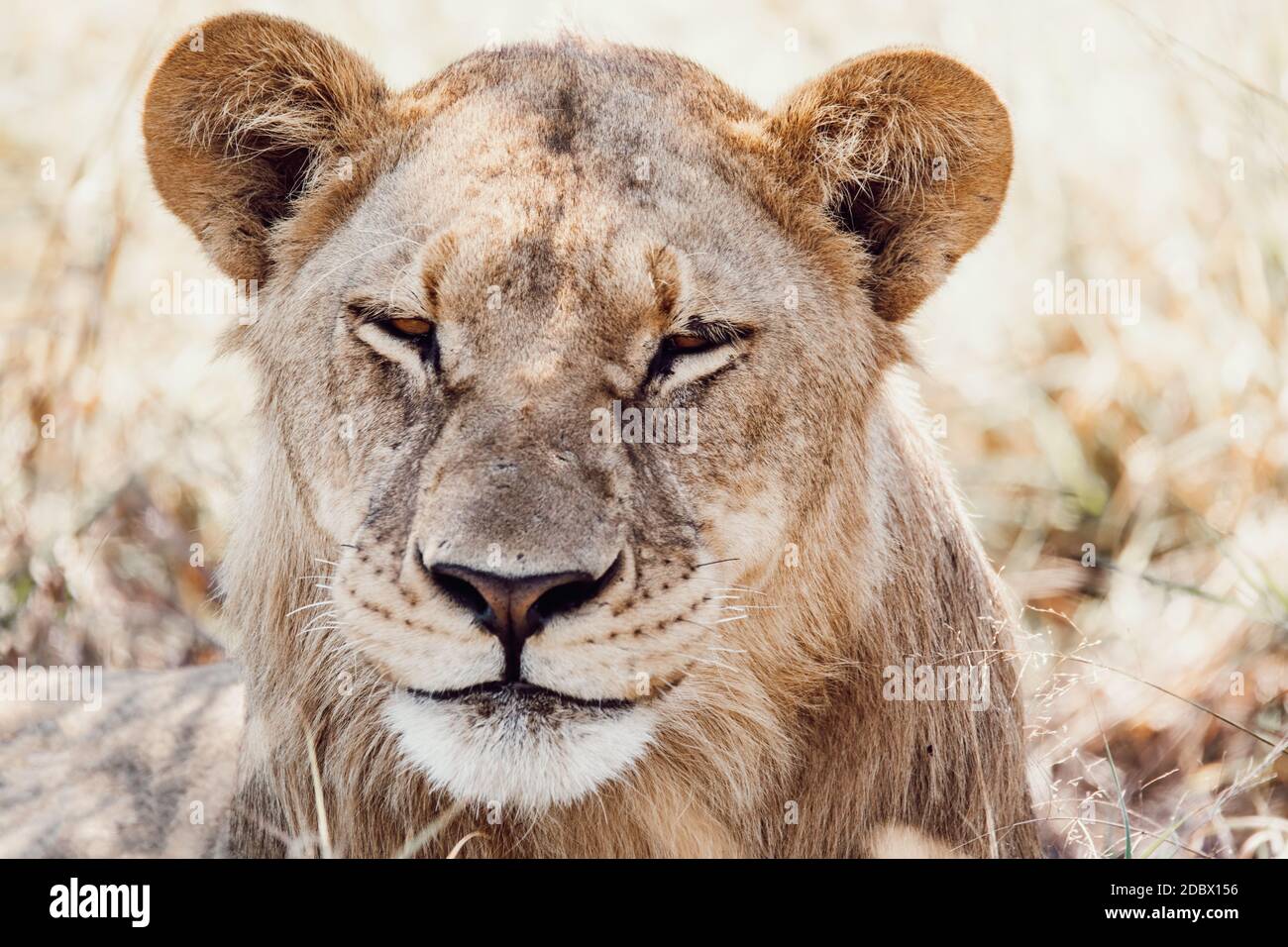 Fauler Löwe ruht im Schatten (Panthera leo) im natürlichen Lebensraum Savuti Wildreservat. Botswana Afrika Safari Tierwelt Stockfoto
