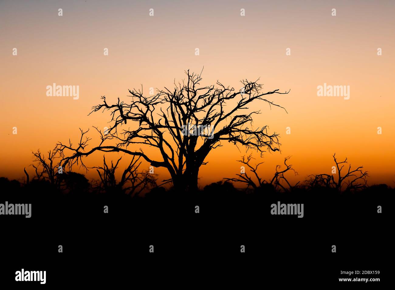 Idyllischer ruhiger Sonnenuntergang mit Baumsilhouette vor, Moremi Wildreservat, Okavango Delta, Afrika Wildnis Stockfoto