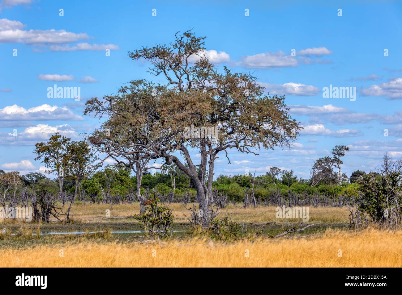 Herrliche Landschaft im Moremi Game Reserve, Okavango Delta, Botswana, Afrika Wüste Stockfoto