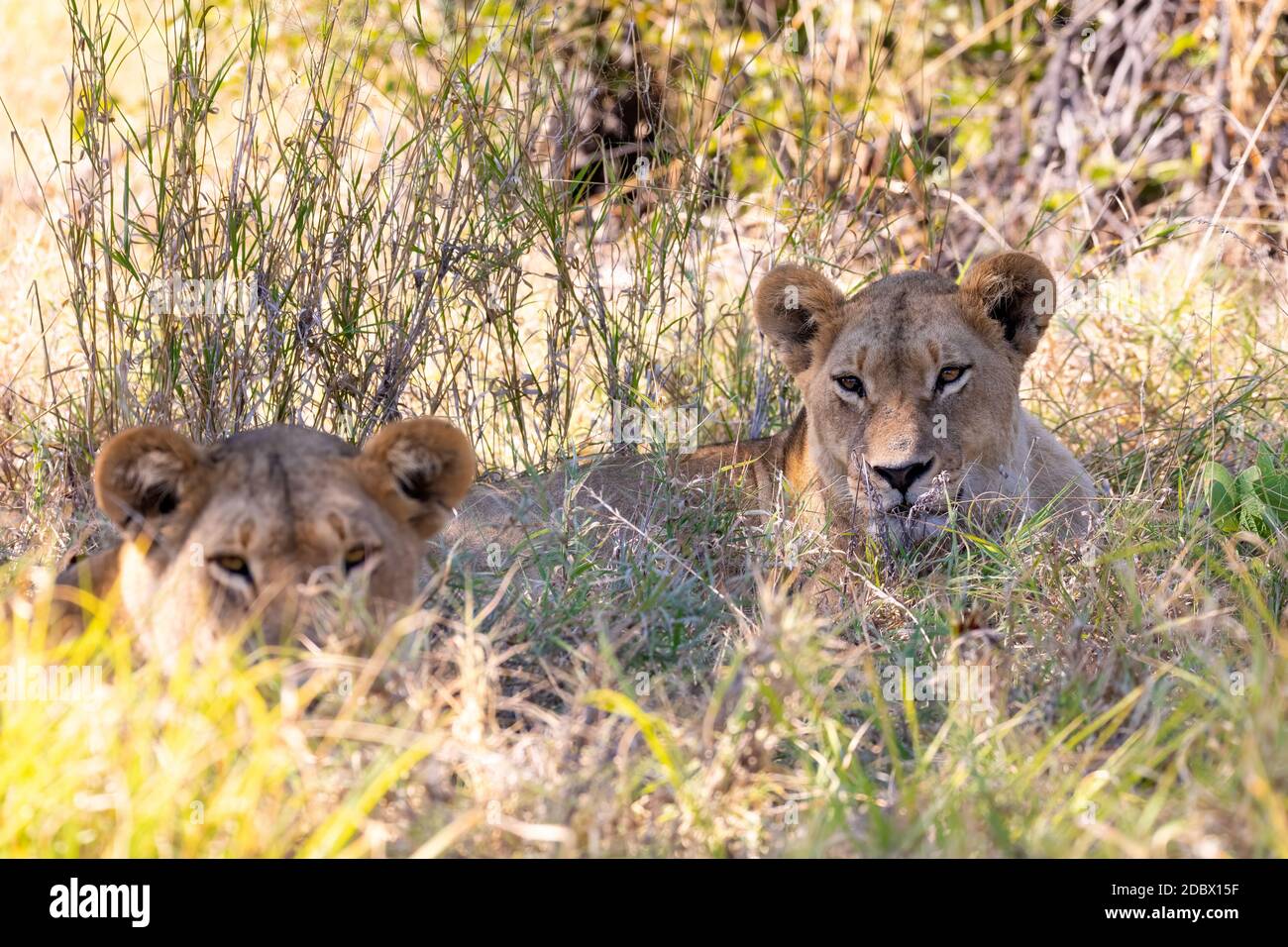 Junge Löwen (Panthera leo) ohne Mähne, die im Schatten im natürlichen Habitat Savuti Wildreservat ruhen. Botswana Afrika Safari Tierwelt Stockfoto